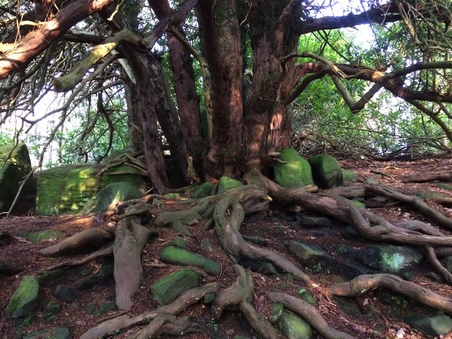 Ancient tree with large roots in dappled sunlight